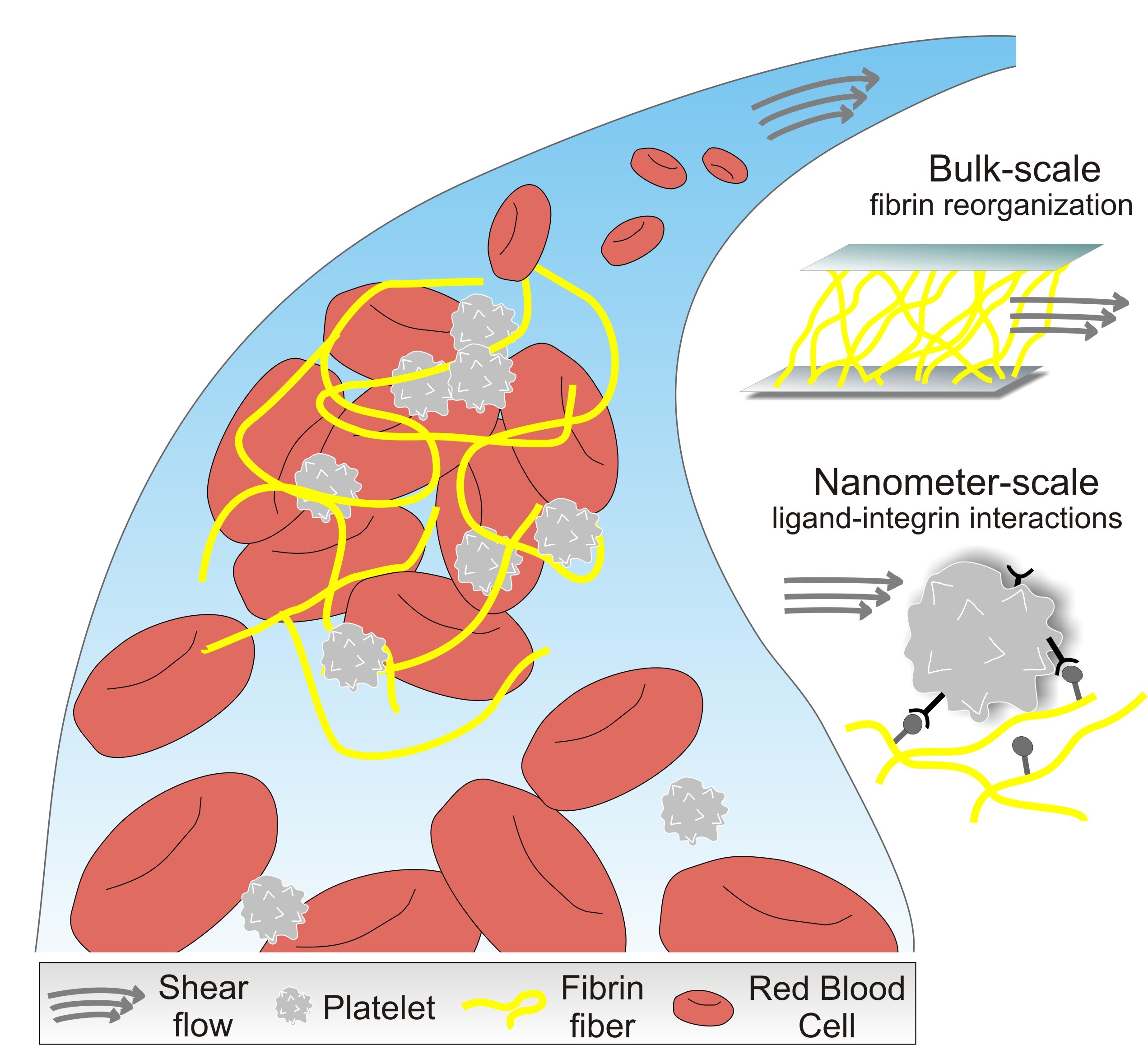 Pierini Research Group HOMING The effect of shear flow on fibrin clot structure and fibrin-platelets interactions